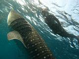 Djibouti - Whale Shark in the Gulf of Aden - 07